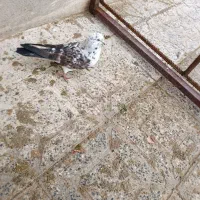 کبوتر سوسکی نر گرفتنی