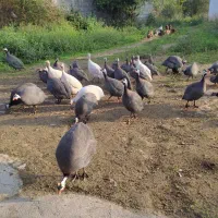 مرغ شاخدار