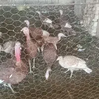 بوقلمون|حیوانات مزرعه|قم, زمان زاده|دیوار