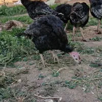 بوقلمون برنز نر|حیوانات مزرعه|چگنی, |دیوار