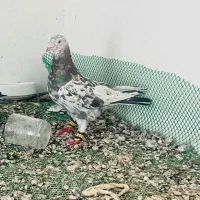 کبوتر سار ساده طوقی