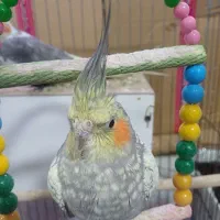 جفت عروس هلندی با قفس