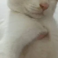گربه ۵ماهه نر|گربه|نورآباد ممسنی, |دیوار