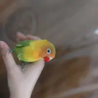 کوتوله دستی رنگ پاستیلی