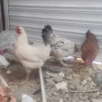 مرغ درحال تخم