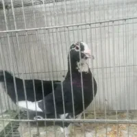نرماده پلنگ