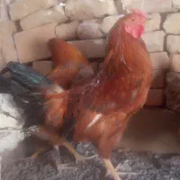 روده خروس زیبا|حیوانات مزرعه|سرایان, |دیوار