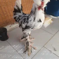 مرغ و‌خروس سلطانی اصل