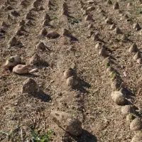 فروش چغندر قند برای دامداری