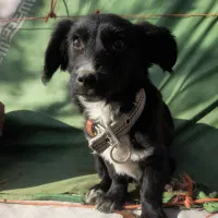 پاکوتاه فروشی فوری