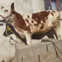 گوساله ماده سیمینتال شرابی