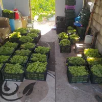 انگور عسگری مخصوص شیره