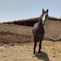 اسب|اسب و تجهیزات اسب‌سواری|پیشوا, |دیوار