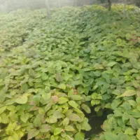 نهال بزر کیوی