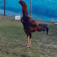 خروس لاری