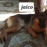 سگ شکاری نژادآلمانی