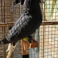 زاغ دم سفید زرد دم سفید یهودی|پرنده|مشهد, رده|دیوار