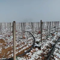 پایه  درخت انگور در شهرستان کوار