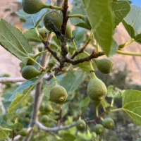 خانه-ویلایی