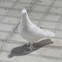 کبوتر راعبی