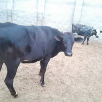 فروش دو راس گوساله ماده|حیوانات مزرعه|بستک, |دیوار