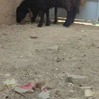 میش.بره.بز|حیوانات مزرعه|نجفآباد, کهریزسنگ|دیوار