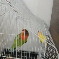 طوطی برزیلی جفت،نر سخنگو با قفس|پرنده|چهارباغ, |دیوار