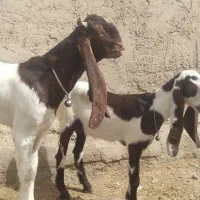 کعره|حیوانات مزرعه|زهک, |دیوار