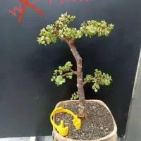 لوبیا سحر امیز و بنسای|گل و گیاه طبیعی|شیراز, سجادیه|دیوار