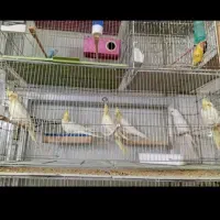 عروس|پرنده|جلفا, |دیوار