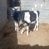 دو عدد گوساله ماده به فروش میرسد|حیوانات مزرعه|تربتحیدریه, بالا ولایت|دیوار