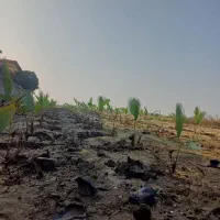 فضای سبز پالم