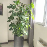 گل بزرگ