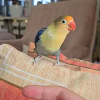 طوطی کوتوله ماده بزریلی فیشر