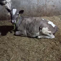 گوساله ماده هلشتاین