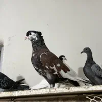 خال افشون ساده  جفت