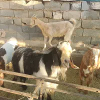 سلام نری پاکستانی|حیوانات مزرعه|یزد, |دیوار