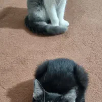 گربه|گربه|مشهد, نوده|دیوار