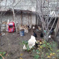 مرغ محلی|حیوانات مزرعه|چناران, |دیوار