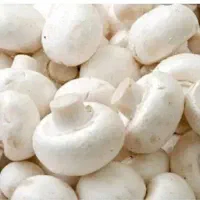 قارچ دکمای خوراکی مستقیم از سالن قارچ