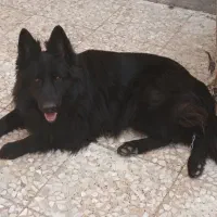 ماده بلک ژرمن موبلند حرفهای|سگ|آبادان, |دیوار