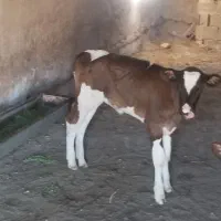 گاو شیری با گوساله