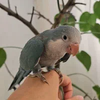 راهب آبی تازه دونخور شده