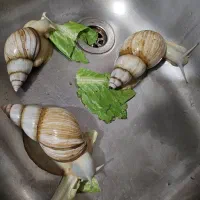 حلزون به همراه بچه و خاویار