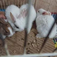 بچه خرگوش