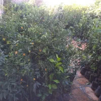 انواع نهال مرکبات و زیتون