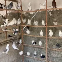 فروش کبوتر|پرنده|کهریزک, |دیوار