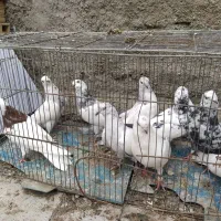 جوجه نوک سیاه وکله ای وغیره