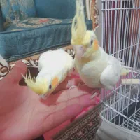 جوجه عروس هلندی لوتینو