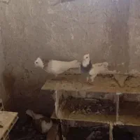 کفتر|پرنده|سراوان, |دیوار